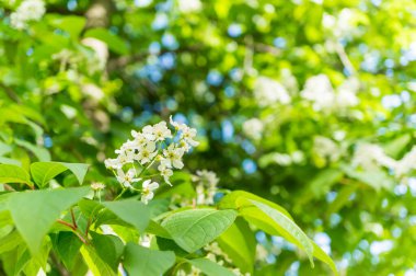 Beyaz çiçekli kuş kiraz dalı (Prunus padus).