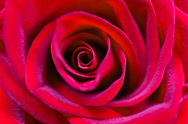 Spectacular Scarlet Rose Close Soft Focus Shallow Depth Field — Stock Photo, Image