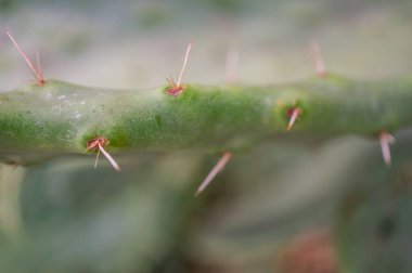 Kaktüs dikenleri. Makro. Yumuşak odak, yüzeysel alan derinliği.