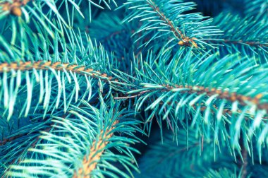 Mavi ladin dalları (Picea pungens) yakınlaşır. Yumuşak odak, yüzeysel alan derinliği.