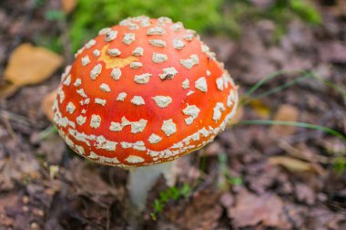 Amanita Muscaria 'da, sonbahar ormanlarında yakın planda. Zehirli ve halüsinojenik mantar. Makro. Yumuşak odak, seçili odak.