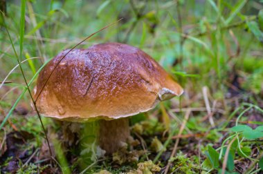 Beyaz mantar, Boletus edulis, güneşli bir günde ormanda yakın çekim. Yumuşak odak, yüzeysel alan derinliği.