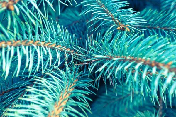 Mavi ladin dalları (Picea pungens) yakınlaşır. Yumuşak odak, yüzeysel alan derinliği.