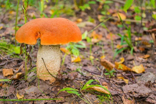 Oranje Boletus Het Herfstbos Lectinium Aurantiacum Zachte Focus Ondiepe Scherptediepte — Stockfoto