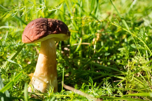 White Mushroom Boletus Edulis Close Forest Sunny Day Soft Focus — Stock Photo, Image