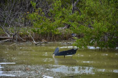 Mangrov dalları kirli yeşil sudan köpükle çıkıyor. Salines Sahili, Martinik