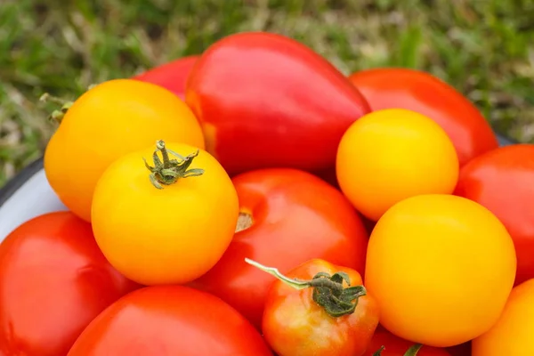 Tomates Amarelos Vermelhos Tigela Metal Grama Verde Jardim Dia Ensolarado — Fotografia de Stock