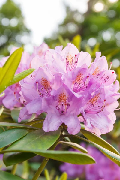 Rhododendron Merah Muda Yang Berbunga Dengan Daun Hijau Taman Bunga — Stok Foto