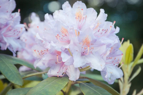 ヴィンテージドレス写真緑とピンクに咲くシャクナゲ葉公園 四季折々 の花のコンセプトで — ストック写真