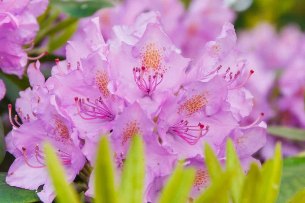 Virágzó Rózsaszín Rhododendron Park Szezonális Virágokat Fogalmának Zöld Levelekkel — Stock Fotó