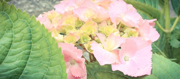 Blomstrende Hortensia Med Grønne Blade Solrig Have Sæsonbestemte Blomster Koncept - Stock-foto