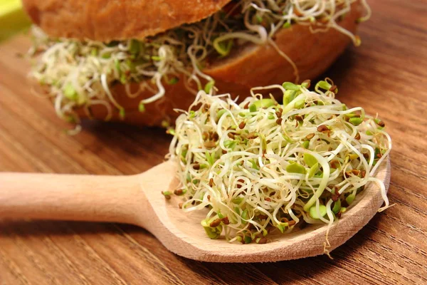 Fresh Alfalfa Radish Sprouts Baked Wholemeal Bread Roll Lying Board — Stock Photo, Image