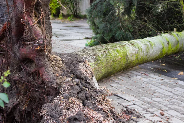 Uprooted tree after storm, fallen tree damaged by wind, dangerous weather concept