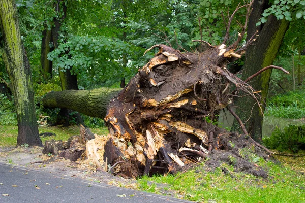 Vykořeněné Skupiny Strom Bouři Parku Padlý Strom Poškození Větrem Nebezpečné — Stock fotografie