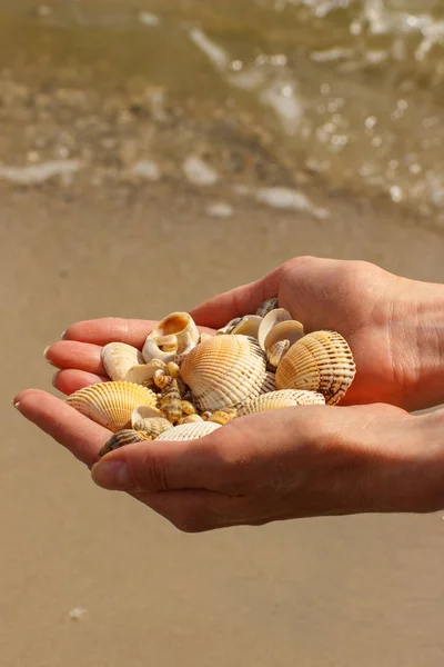 Seashells Scallop Hand Woman Beach Sea Summer Time — Stock Photo, Image