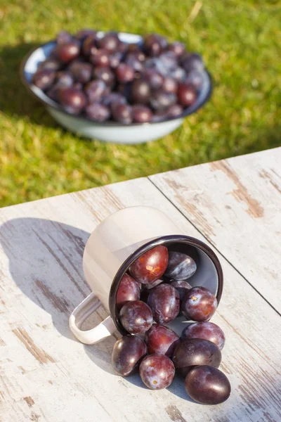 Ameixas Frescas Derramar Fora Caneca Metálica Mesa Rústica Madeira Jardim — Fotografia de Stock