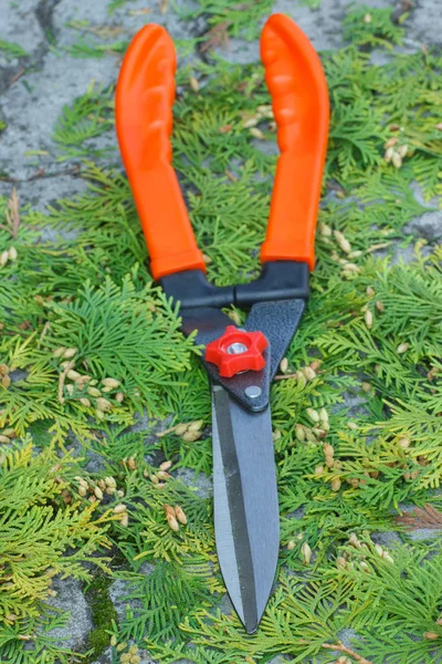 园艺工具修剪树篱 园林剪 季节性修剪灌木切削轴套 — 图库照片