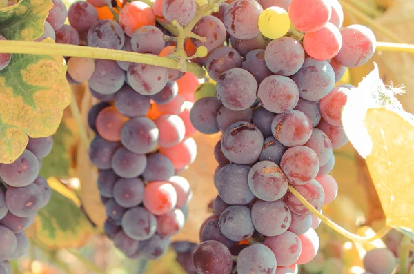 Rama Uvas Maduras Moradas Jardín Verano Concepto Nutrición Saludable —  Fotos de Stock