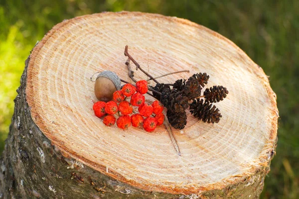 Dried red autumn rowan and alder cone on wooden stump in garden on sunny day