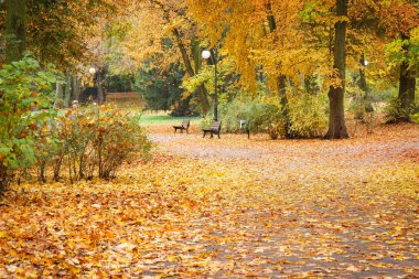 İz veya patika ile Ekim ayında sonbahar Park dinlenmek için tezgah