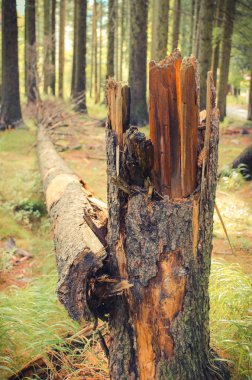 Sonra fırtına veya kasırga, tehlikeli hava kavramı decidous ormanda sökülüp ağacı