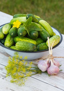 Metal kase ve taze sarımsak olgun salatalık dereotu bahçede güneşli, sağlıklı beslenme ile