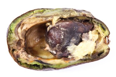 Beyaz arka planda, sağlıksız ve yemek iğrenç yaşlı buruşuk küflü avokado