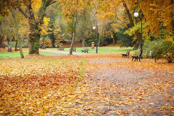 Vue Sur Sentier Sentier Aux Feuilles Orange Jaune Dans Parc — Photo