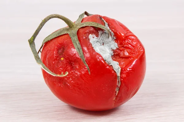 Old Wrinkled Moldy Tomato Board Unhealthy Disgusting Eating — Stock Photo, Image