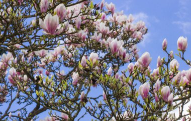 Çiçekler açan manolya çiçekleri mavi gökyüzünde arka planda güneşli bahçede veya parkta, bahar zamanı, mevsimlik çiçekler