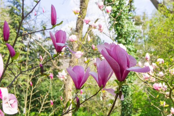 日当たりの良い庭や公園 季節の花でカラフルなマグノリアの花を咲かせます — ストック写真