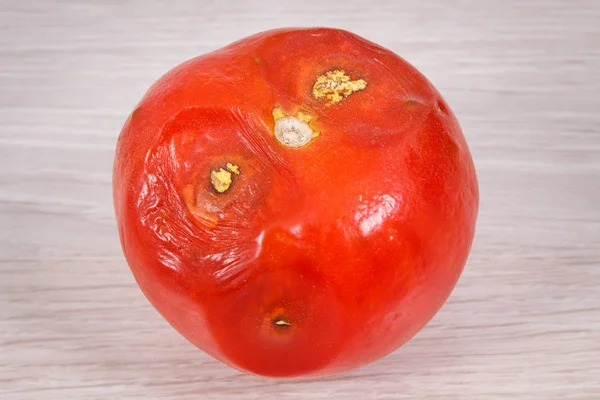 Vieille tomate moisie, malsaine et dégoûtante vegtable — Photo