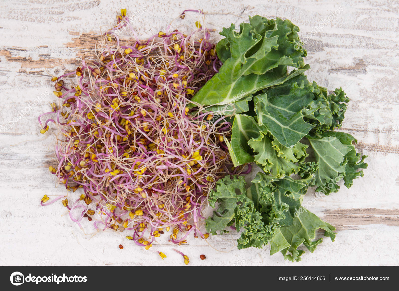 Fresh kale sprouts with leaves of vegetable. Food containing natural