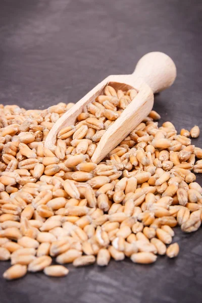 スプーン付きライ麦または小麦粒、農業コンセプト — ストック写真