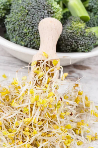 Fresh healthy broccoli sprouts containing natural vitamins and minerals