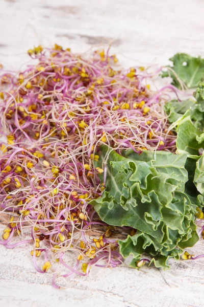 Kale semena a listí z zeleniny. Zdravý životní styl a koncepce výživy — Stock fotografie