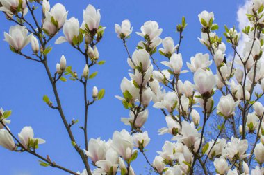 Çiçek açan Manolya çiçek mavi gökyüzü arka planda, Bahar
