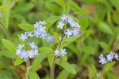 Çiçek açan unut beni değil güneşli bahçe veya park, bahar çiçekleri