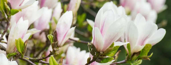 日当たりの良い庭や公園、春に咲くカラフルなモクレンの花 — ストック写真