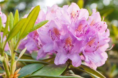 Yeşil yaprakları ile blooming pembe rhododendron, mevsimlik çiçek kavramı