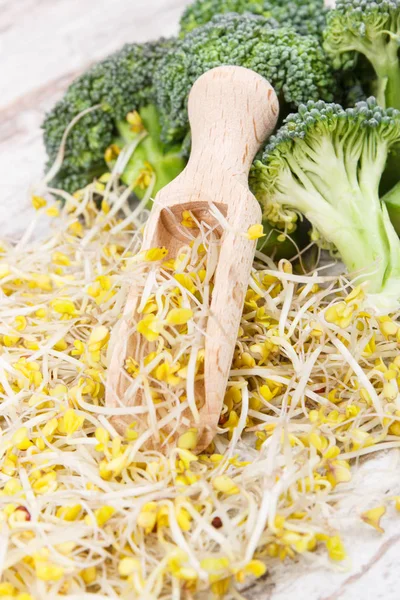 Fresh healthy broccoli sprouts as source vitamins and minerals