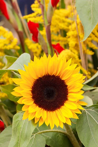 Decorazioni stagionali per la raccolta di fiori di girasole e spighe di frumento o segale — Foto Stock