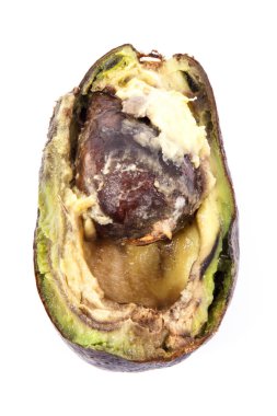 Beyaz arka plan üzerinde eski küflü avokado, sağlıksız ve meyve