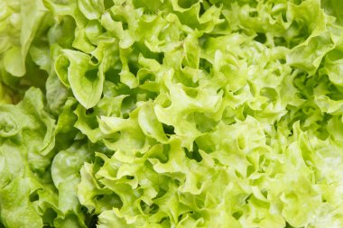 Kaynak vitamin ve mineraller olarak taze olgun doğal marul