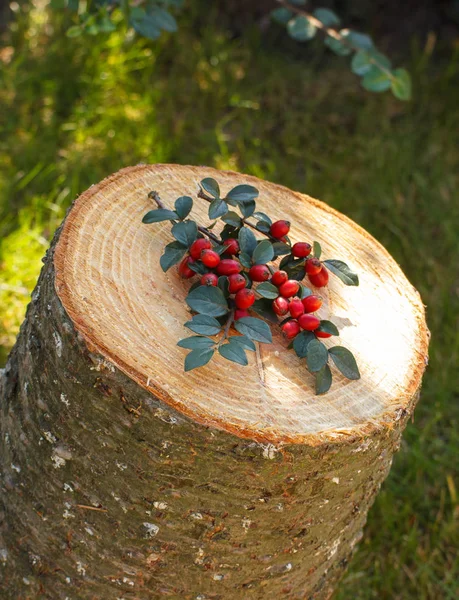 Posavasos con hojas sobre tronco de madera en el jardín —  Fotos de Stock