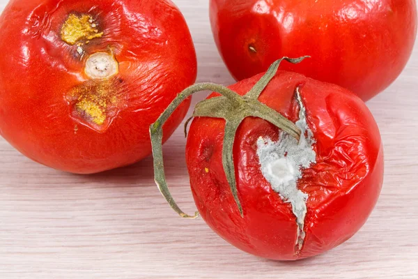 Old Wrinkled Moldy Disgust Tomatoes Concept Unhealthy Vegetables — Stock Photo, Image