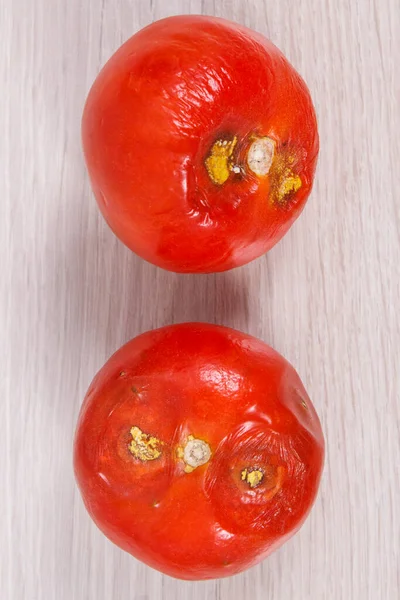 Vieilles Tomates Moisies Dégoûtantes Ridées Concept Légumes Malsains — Photo