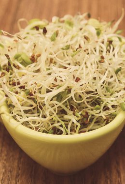 Doğal vitamin ve mineral kaynağı olarak taze besleyici turp filizleri. Sağlıklı beslenme