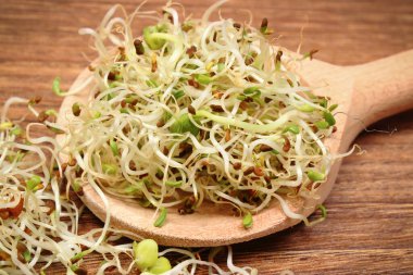 Doğal vitamin ve mineral kaynağı olarak taze besleyici turp filizleri. Sağlıklı beslenme