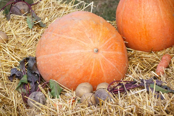 Decoraciones Cosecha Estacional Hechas Calabaza Verduras Heno —  Fotos de Stock